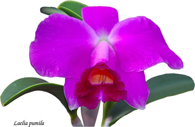 Laelia pumila 028.jpg